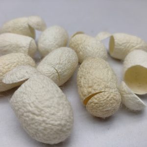 Silk Waste Cut Cocoons